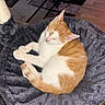 cat, orange_cat, white_cat, sleeping, curled_up, pet_bed, plush, indoor, feline, resting, cozy, cute, animal, domestic_cat, fur, whiskers, paw, tail, quiet, relaxation