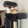 cat, sleeping, cat_tree, plush, orange_cat, white_cat, indoor, pet, resting, feline, toy, scratching_post, fur, cozy, quiet, home, animal, cute, relaxed, nap