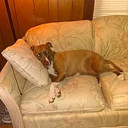 Ruby joined the competition — help win amazing prizes! dog, couch, pillow, indoor, wood_paneling, window_blinds, carpet, relaxed, pet, brown_dog, white_paws, floral_pattern, furniture, resting, living_room, canine, cozy, domestic_animal, home, laying_down