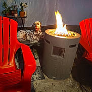 Bruno is registered to the contest to win money with this photo: animal, backyard, canine, chair, dog, fire, fire_pit, furniture, glow, leisure, night, orange_chair, outdoor, pet, plants, relaxing, spot, spotted_dog, table, warmth