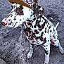 Bruno joined the competition — help win amazing prizes! animal, calm, canine, cap, dalmatian, dog, ears, earth, fur, hat, leopard_print, outdoor, paw, pet, quiet, sand, side_view, sitting, spotted, tail