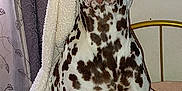 Bruno is registered to the contest to win money with this photo: animal, bed, blanket, blanket_hood, brown, canine, comfort, curtain, dalmatian, dog, domestic_animal, fur, fur_pattern, indoor, looking, pet, portrait, sitting, spots, white