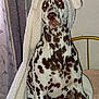 animal, bed, blanket, blanket_hood, brown, canine, comfort, curtain, dalmatian, dog, domestic_animal, fur, fur_pattern, indoor, looking, pet, portrait, sitting, spots, white