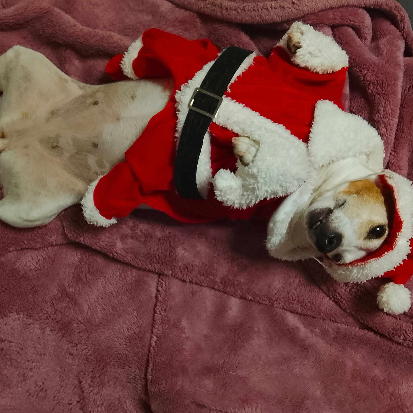 Nykita a rejoint le concours — aidez-le/la à gagner de superbes lots ! animal, blanket, canine, christmas, clothing, costume, cute, dog, festive, fur, holiday, indoor, lying_down, pet, purple_blanket, relaxed, resting, santa_claus_outfit, small_dog, soft_texture