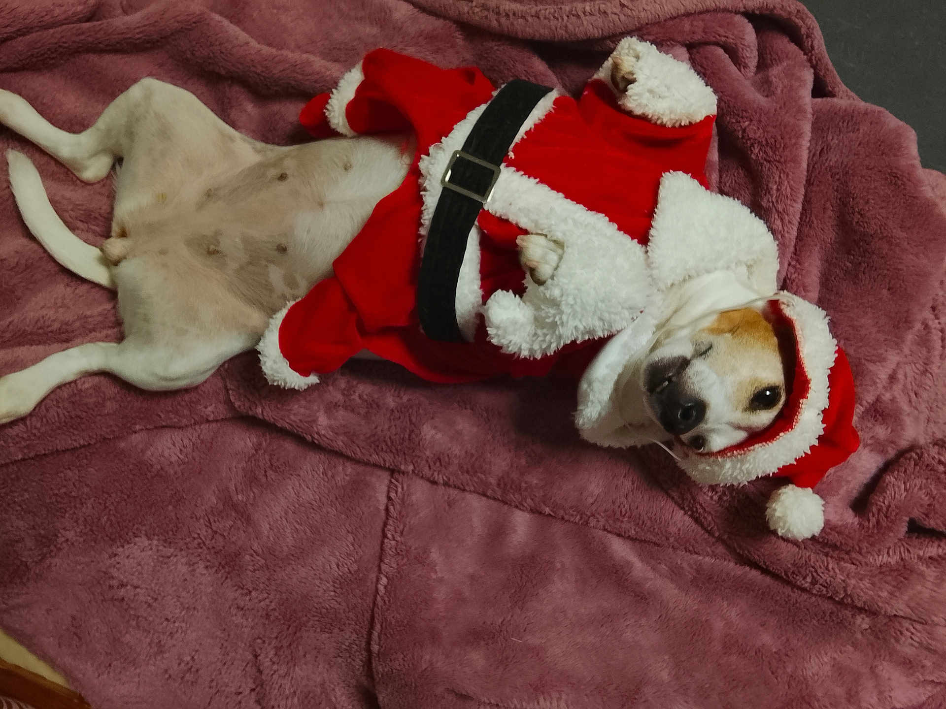 Nykita a rejoint le concours — aidez-le/la à gagner de superbes lots ! animal, blanket, canine, christmas, clothing, costume, cute, dog, festive, fur, holiday, indoor, lying_down, pet, purple_blanket, relaxed, resting, santa_claus_outfit, small_dog, soft_texture