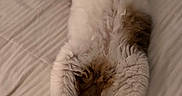 Muffin joined the competition — help win amazing prizes! cat, kitten, fluffy, white_fur, brown_fur, tabby, lying_down, belly_up, paws, tail, whiskers, face, eyes, bed, bedroom, bedding, indoors, cozy, relaxed, portrait