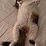 cat, kitten, fluffy, white_fur, brown_fur, tabby, lying_down, belly_up, paws, tail, whiskers, face, eyes, bed, bedroom, bedding, indoors, cozy, relaxed, portrait