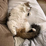 Muffin is registered to the contest to win money with this photo: cat, fluffy_cat, sleeping, belly_up, white_fur, tabby, paws, tail, relaxed, cute, indoor, couch, quilt, blanket, pillow, living_room, pet, cozy, toy, portrait