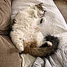 cat, fluffy_cat, sleeping, belly_up, white_fur, tabby, paws, tail, relaxed, cute, indoor, couch, quilt, blanket, pillow, living_room, pet, cozy, toy, portrait