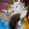 Muffin is registered to the contest to win money with this photo: cat, feline, pet, animal, fluffy, long_tail, tabby, white_fur, brown_fur, blue_collar, indoors, blanket, bed,  lounging, sitting, portrait, looking_at_camera, whiskers, ears, colorful_background