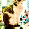 Muffin is registered to the contest to win money with this photo: cat, tuxedo_cat, pet, feline, sitting, portrait, fluffy_tail, long_hair, black_and_white, whiskers, ears, indoor, home_office, laptop, computer, desk, makeup_brushes, window, curtain, funny_pet