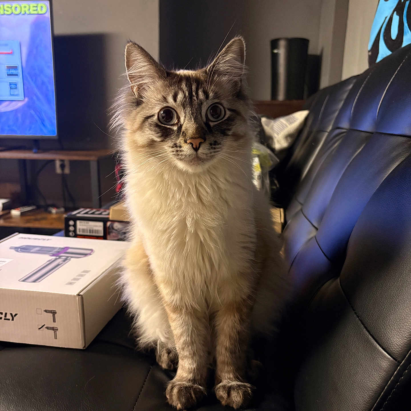 Mordi is registered to the contest to win money with this photo: cat, fluffy, indoor, black_leather_couch, curious_eyes, sitting, furniture, television, box, blanket, cozy, pet, fur, whiskers, ears, cute, domestic_animal, living_room, curious, animal