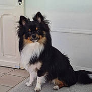 Aïko participe au concours pour gagner de l'argent avec cette photo : dog, indoor, pet, black_fur, white_fur, tan_fur, sitting, floor, door, handle, tile_floor, fur, cute, animal, canine, companion, portrait, looking_at_camera, calm, home