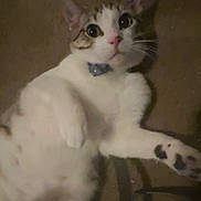 Titos joined the competition — help win amazing prizes! cat, white_cat, tabby, pet, collar, indoor, floor, feline, whiskers, paw, curious, lying_down, wide_eyes, pink_nose, domestic_animal, mammal, cute, animal, relaxed, house_cat