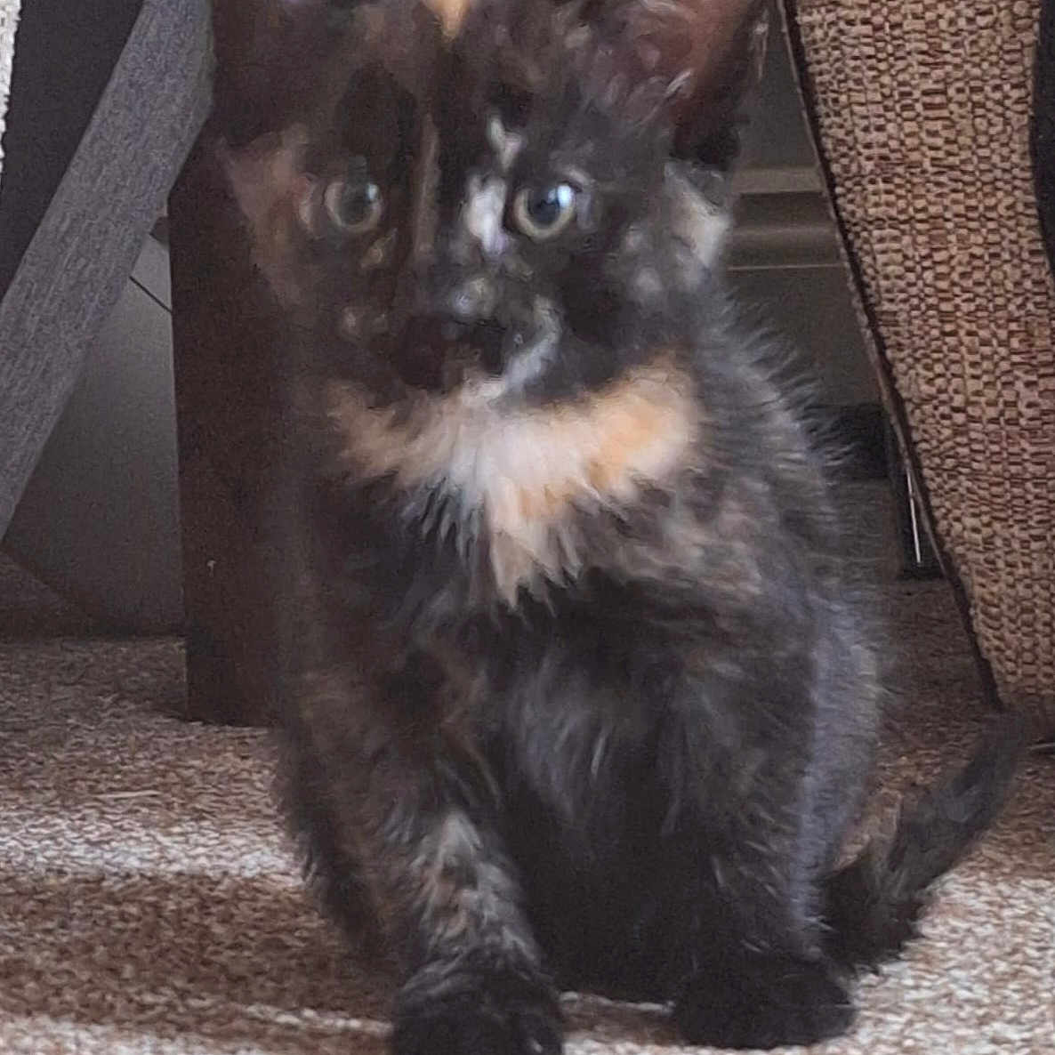 Cookie joined the competition — help win amazing prizes! abyssinian, angora, animal, brasssection, cat, chair, couch, den, furniture, horn, indoors, kitten, manx, musicalinstrument, pet, siamese