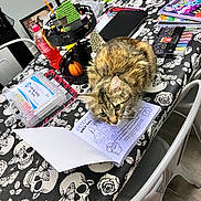 Binx joined the competition — help win amazing prizes! cat, table, coloring_book, art_supplies, markers, pumpkin, decorations, skull_pattern, butterfly_pattern, chair, floor, indoor, curious, feline, household, stationery, pen, notebook, plastic_bottle, container