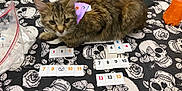 Binx joined the competition — help win amazing prizes! cat, tabby_cat, bandana, table, tablecloth, skull_pattern, butterfly_pattern, game_tiles, tattoo, person, arm, orange_bottle, game, indoor, pet, animal, playing, closeup, brown_fur, purple_accessory