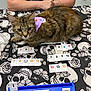 cat, tabby_cat, bandana, table, tablecloth, skull_pattern, butterfly_pattern, game_tiles, tattoo, person, arm, orange_bottle, game, indoor, pet, animal, playing, closeup, brown_fur, purple_accessory