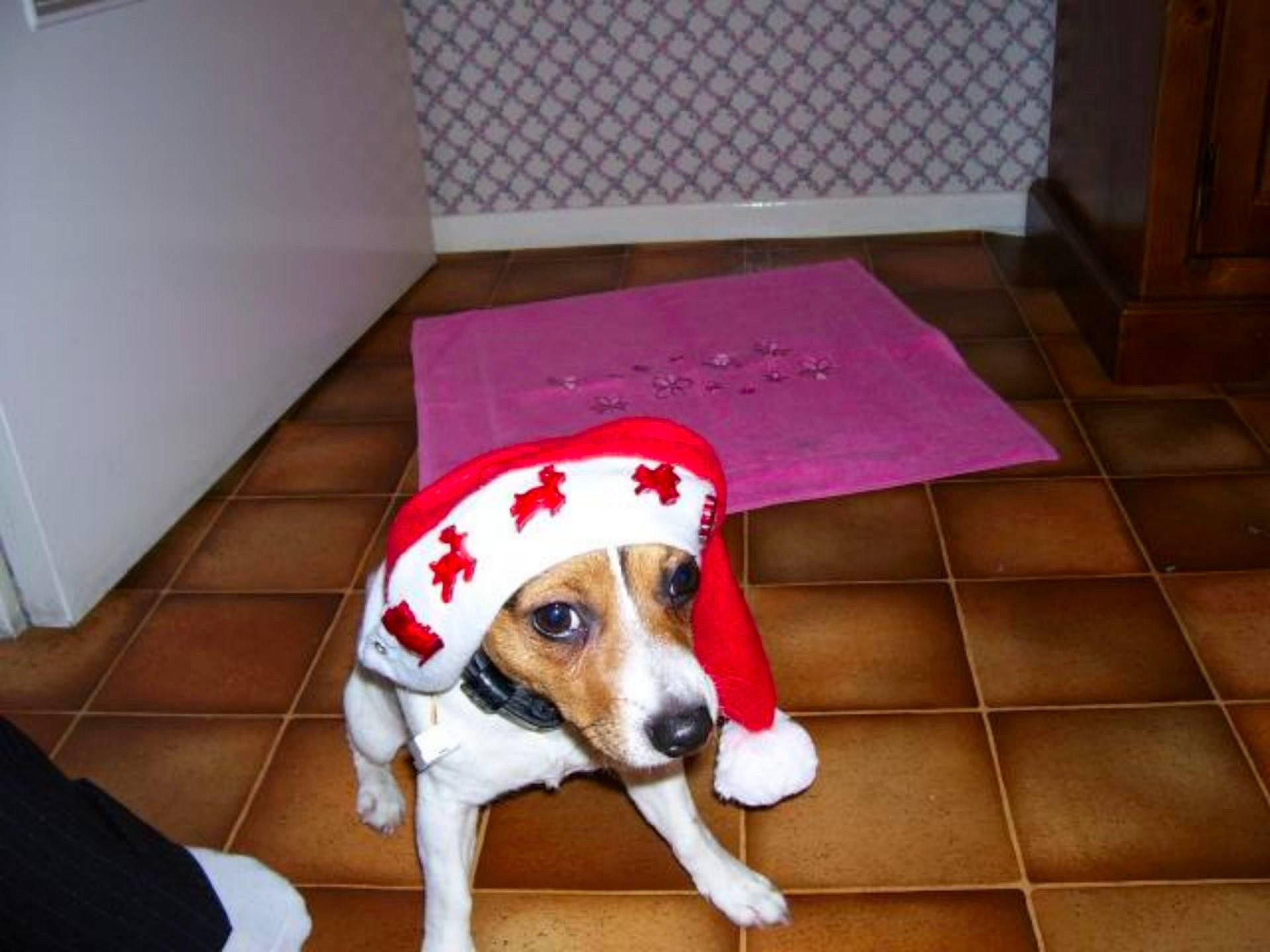 Nova a rejoint le concours — aidez-le/la à gagner de superbes lots ! american_foxhound, beagle, beagle_harrier, carnivoran, companion_dog, dog, dog_breed, dog_breed_group, dog_like_mammal, english_foxhound, estonian_hound, finnish_hound, floor, flooring, harrier, hound, pocket_beagle, russell_terrier, snout, treeing_walker_coonhound