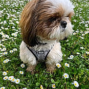 Tiny participe au concours pour gagner de l'argent avec cette photo : animal, black, brown, calm, cute, daisy, dog, flowers, fluffy, garden, grass, greenery, harness, leaves, nature, outdoor, pet, sitting, small_dog, white