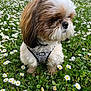 animal, black, brown, calm, cute, daisy, dog, flowers, fluffy, garden, grass, greenery, harness, leaves, nature, outdoor, pet, sitting, small_dog, white