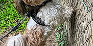 Tiny participe au concours pour gagner de l'argent avec cette photo : brown, canine, chain_link_fence, curious, dog, earth, fluffy, fur, grass, harness, leash, nature, outdoor, pet, plants, playful, side_view, small_dog, standing, white