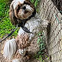 brown, canine, chain_link_fence, curious, dog, earth, fluffy, fur, grass, harness, leash, nature, outdoor, pet, plants, playful, side_view, small_dog, standing, white