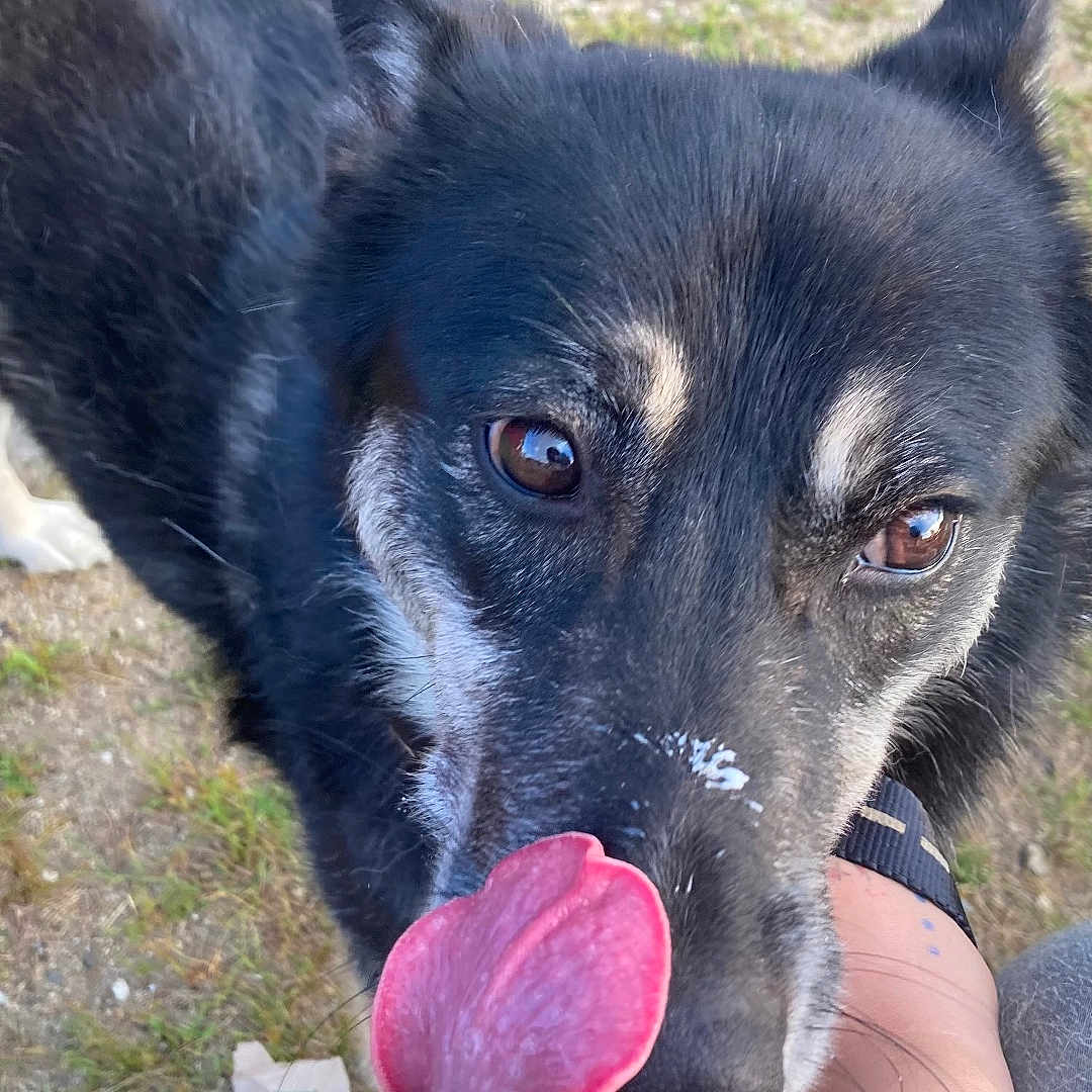 Rockyroad joined the competition — help win amazing prizes! animal, ball, bodypart, canine, dog, face, grass, husky, mouth, outdoors, person, pet, plant, puppy, skin, sport, tattoo, tennis, tennisball, tongue