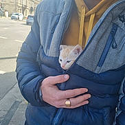 Saucisson participe au concours pour gagner de l'argent avec cette photo : kitten, person, jacket, hoodie, hand, ring, street, building, car, sidewalk, zipper, blue_jacket, orange_kitten, white_kitten, urban, daylight, casual_clothing, outdoor, pet, holding