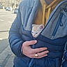 kitten, person, jacket, hoodie, hand, ring, street, building, car, sidewalk, zipper, blue_jacket, orange_kitten, white_kitten, urban, daylight, casual_clothing, outdoor, pet, holding