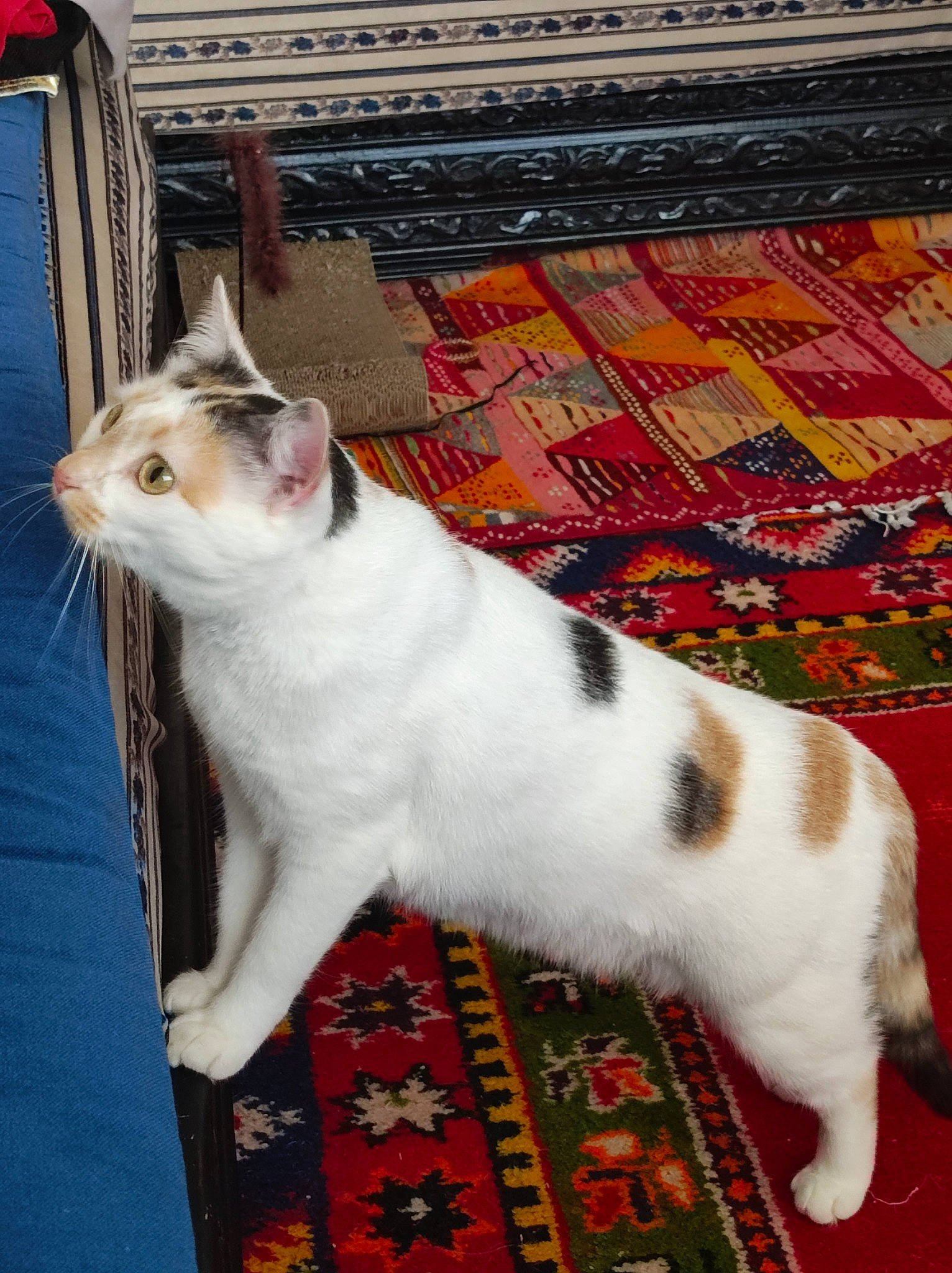 Sassy a rejoint le concours — aidez-le/la à gagner de superbes lots ! carnivore, carpet, cat, composite_material, creative_arts, domestic_short_haired_cat, fawn, felidae, flooring, fur, linens, mat, pattern, paw, pet_supply, small_to_medium_sized_cats, snout, tail, whiskers