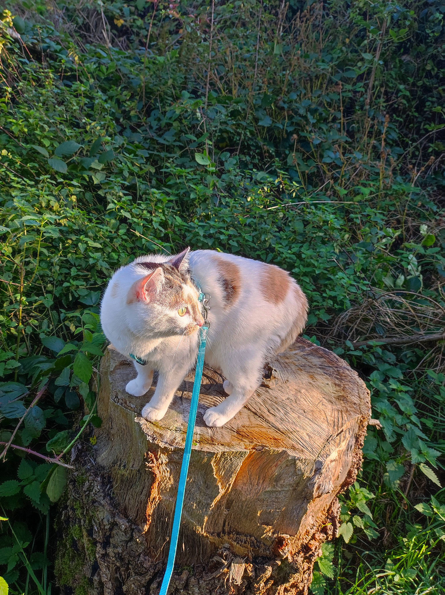 Sassy participe au concours pour gagner de l'argent avec cette photo : carnivore, cat, dog_breed, domestic_short_haired_cat, eye, fawn, felidae, fur, grass, groundcover, landscape, natural_material, plant, small_to_medium_sized_cats, snout, sporting_group, tail, terrestrial_animal, whiskers, wood