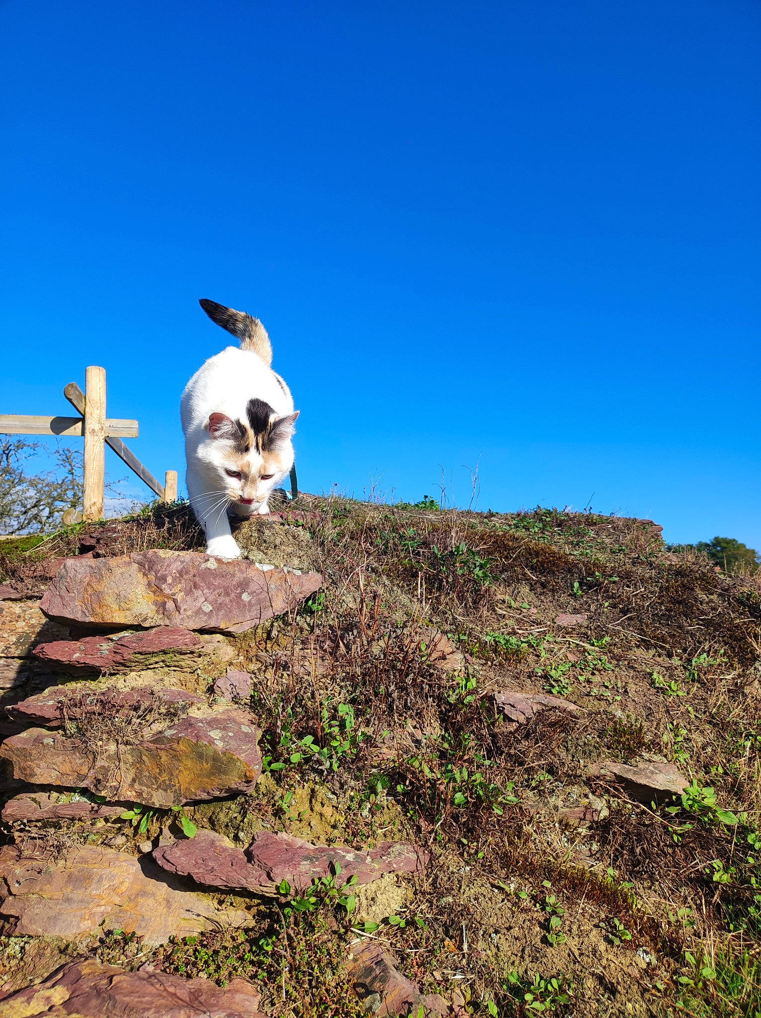 Sassy a rejoint le concours — aidez-le/la à gagner de superbes lots ! adventure, art, bedrock, carnivore, dog, grass, grassland, hill, landscape, monument, mountain, pasture, plant, recreation, rock, sky, slope, soil, wildlife, working_animal