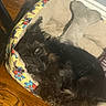 Luna joined the competition — help win amazing prizes! puppy, dog, sleeping, black_dog, fluffy, curly_fur, pet, animal, dog_bed, blanket, cartoon_pattern, colorful, wooden_floor, indoor, home, resting, lying_down, cozy, flash_photography, cute