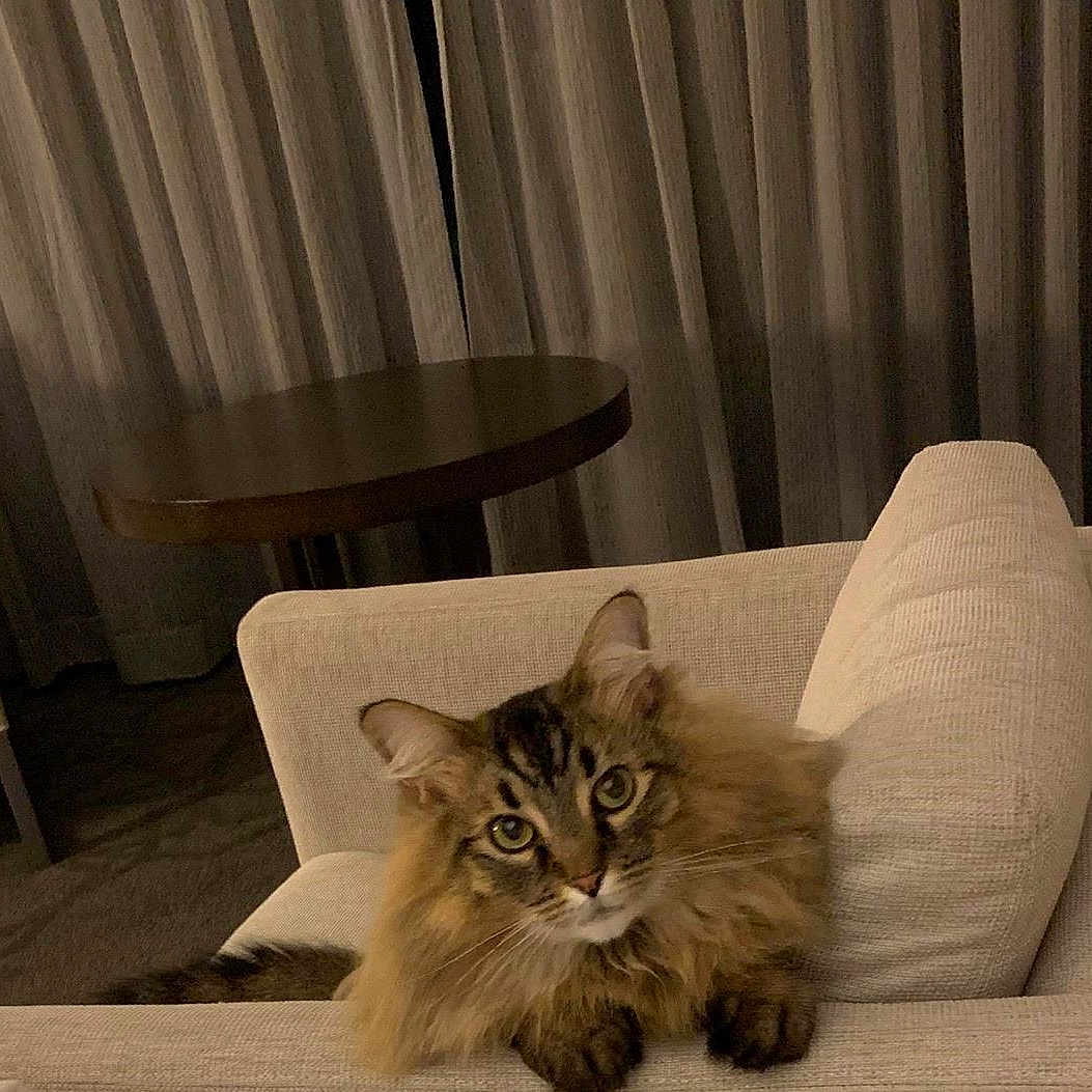 Malina is registered to the contest to win money with this photo: animal, architecture, armchair, building, cat, chair, chaise, couch, cushion, furniture, homedecor, indoors, interiordesign, kitten, livingroom, pet, pillow, room, table, tabletop