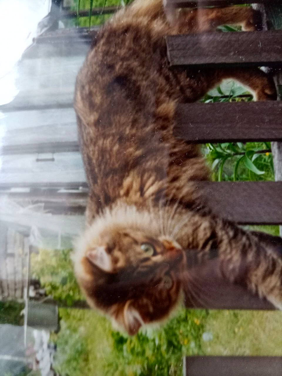 Alisa joined the competition — help win amazing prizes! animal, architecture, building, cat, city, face, grass, house, housing, jar, kitten, manx, pet, plant, planter, porch, pottedplant, pottery, vase, vegetation