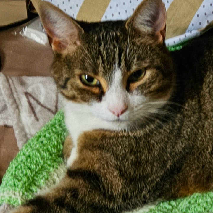 Némo a rejoint le concours — aidez-le/la à gagner de superbes lots ! abyssinian, animal, blanket, cat, egyptiancat, kitten, manx, pet