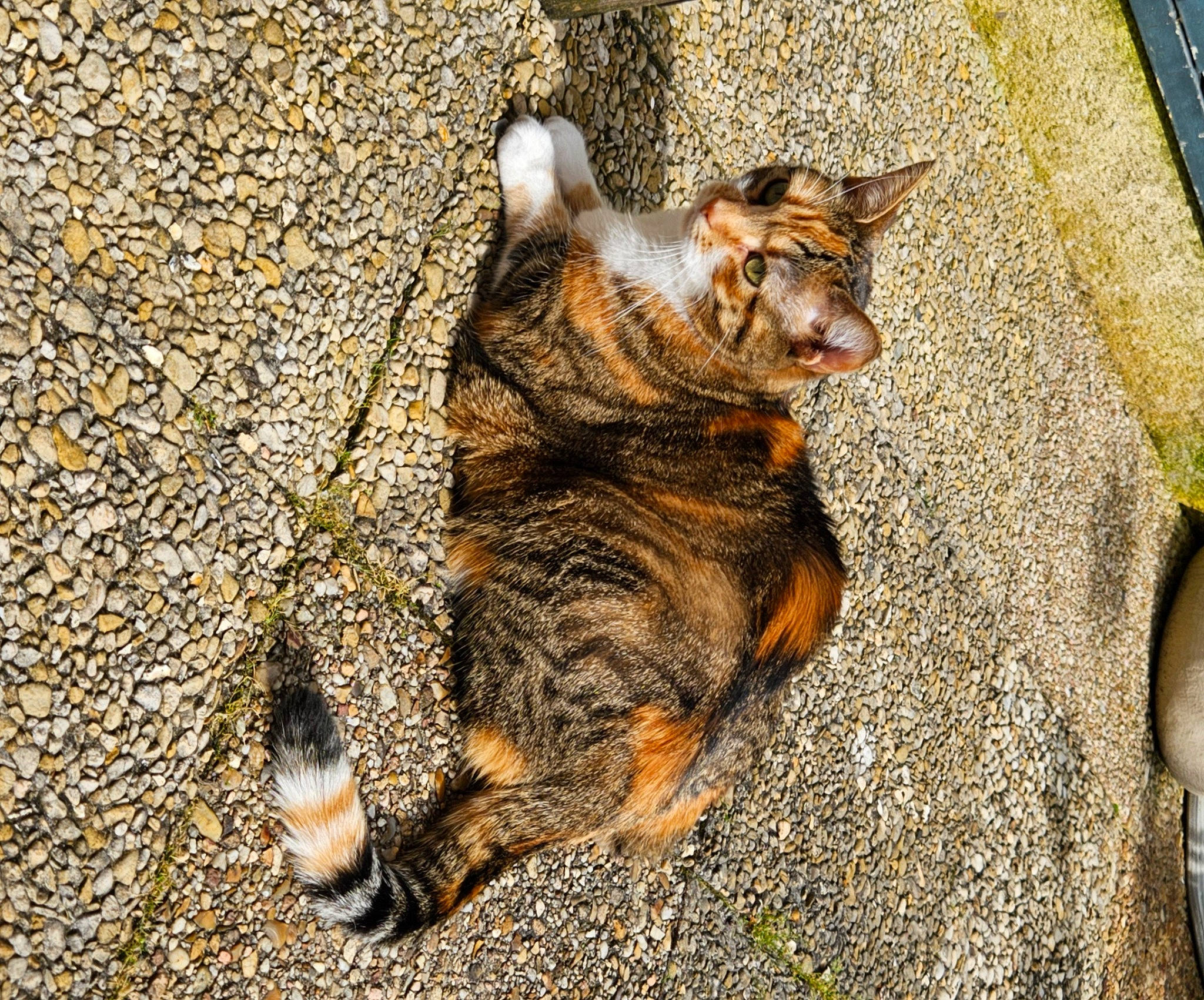 Rebelle a rejoint le concours — aidez-le/la à gagner de superbes lots ! asphalt, carnivore, cat, claw, dog_breed, domestic_short_haired_cat, felidae, foot, fur, grass, paw, road_surface, sand, small_to_medium_sized_cats, snout, soil, tail, terrestrial_animal, whiskers, wood