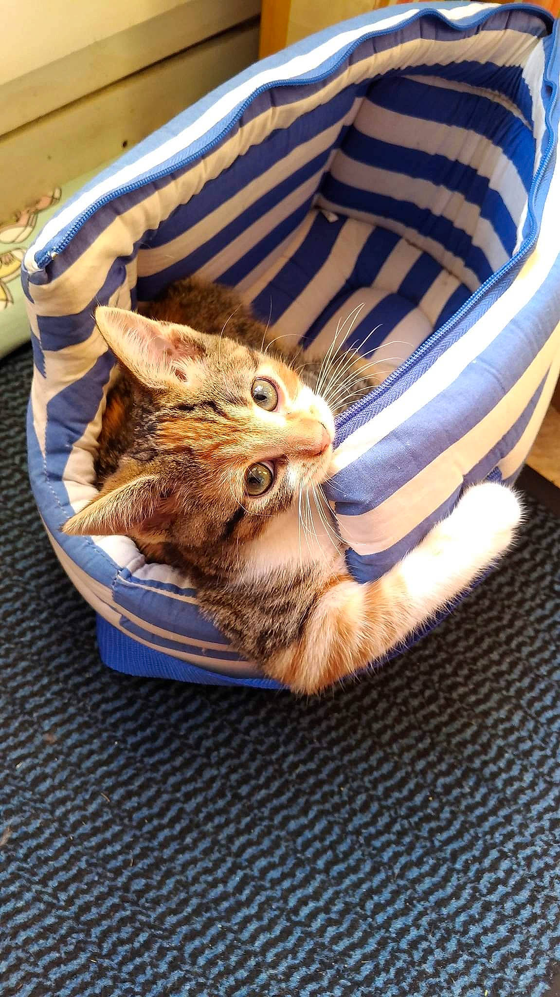 Rebelle participe au concours pour gagner de l'argent avec cette photo : bag, carnivore, cat, cat_supply, chair, comfort, domestic_short_haired_cat, electric_blue, fawn, felidae, fur, linens, small_to_medium_sized_cats, tail, whiskers, wood