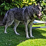 animal, background, canine, daylight, dog, fur, garden, grass, greenery, leafy_bush, mammal, nature, outdoor, panting, pet, relaxation, shadow, standing, summer, sunlight
