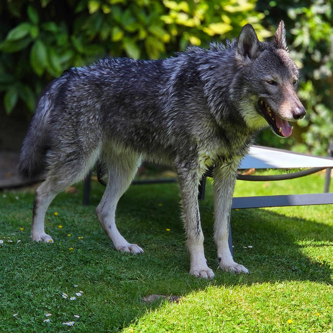 Lokiloup participe au concours pour gagner de l'argent avec cette photo : animal, background, canine, daylight, dog, fur, garden, grass, greenery, leafy_bush, mammal, nature, outdoor, panting, pet, relaxation, shadow, standing, summer, sunlight