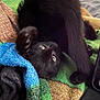 animal, black_cat, blanket, claws, colorful, cozy, cute, eyes, feline, fur, indoor, kitten, mammal, paw, pet, playful, resting, soft_texture, upside_down, young