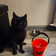 Maya is registered to the contest to win money with this photo: cat, black_cat, fluffy, feline, pet, animal, sitting, indoors, kitchen, wooden_floor, wall, water_bowl, metal_bowl, orange_bucket, treats, black_fur, pointed_ears, whiskers, portrait, household