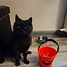 cat, black_cat, fluffy, feline, pet, animal, sitting, indoors, kitchen, wooden_floor, wall, water_bowl, metal_bowl, orange_bucket, treats, black_fur, pointed_ears, whiskers, portrait, household
