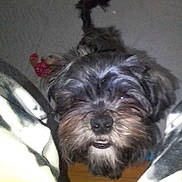 Mar'S is registered to the contest to win money with this photo: animal, blanket, canine, closeup, companion, cozy, curious, cute, dog, face, floor, fur, furry, indoor, nose, pet, scruffy, small_dog, tail, whiskers