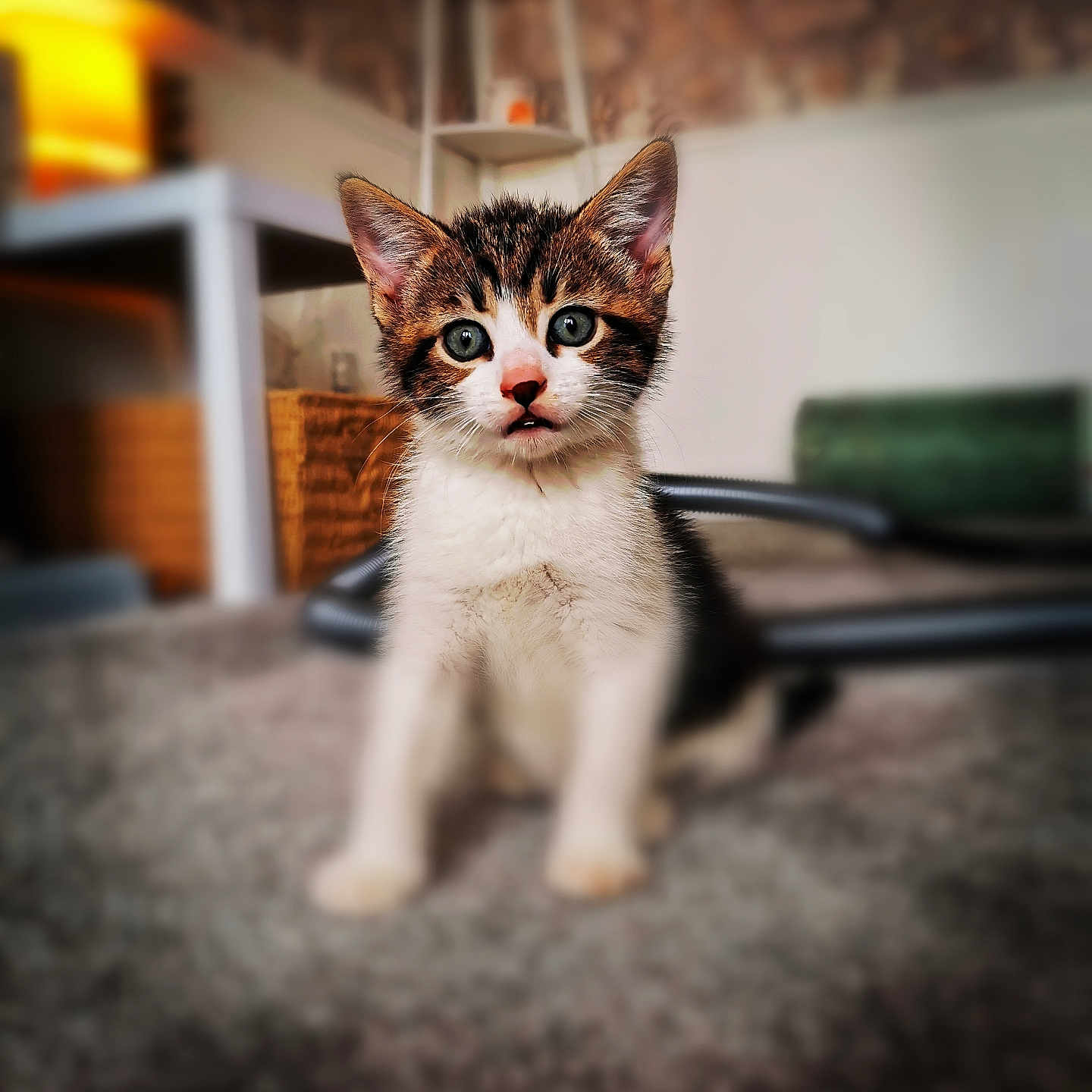 Simba joined the competition — help win amazing prizes! animal, blurred_background, carpet, cat, cozy, curious, cute, ears, eyes, feline, fur, furniture, home, indoor, kitten, lamp, pet, portrait, whiskers, young