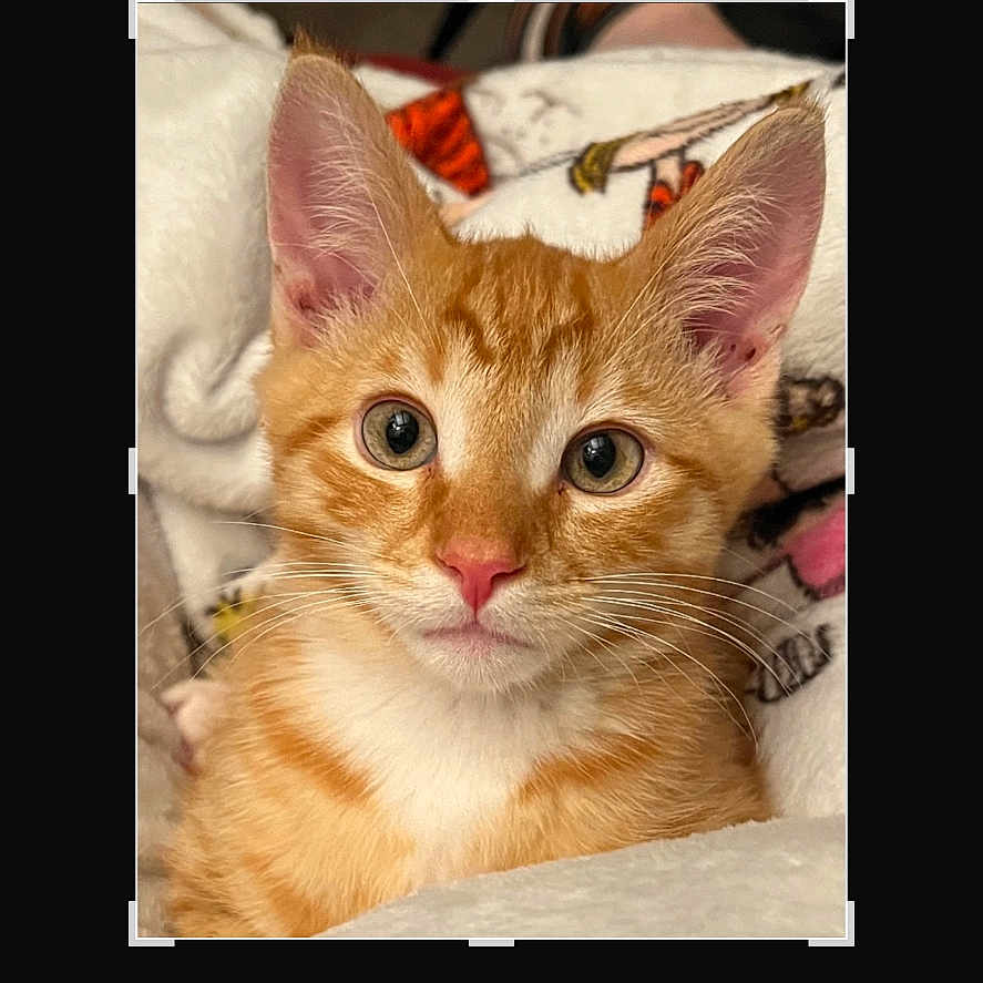 Finley joined the competition — help win amazing prizes! abyssinian, animal, art, cat, collage, computer, computerhardware, cosmetics, electronics, hardware, kitten, laptop, lipstick, manx, monitor, pc, pet, screen, text, tv