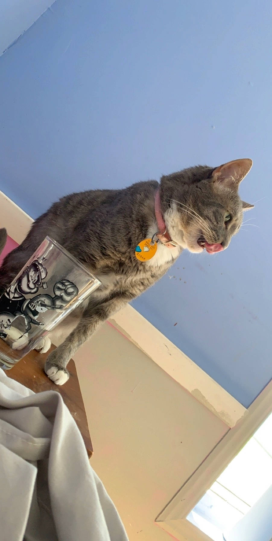 Diamond joined the competition — help win amazing prizes! american_shorthair, asian, carnivore, cat, domestic_short_haired_cat, dragon_li, european_shorthair, felidae, kitten, pixie_bob, small_to_medium_sized_cats, tabby_cat, whiskers
