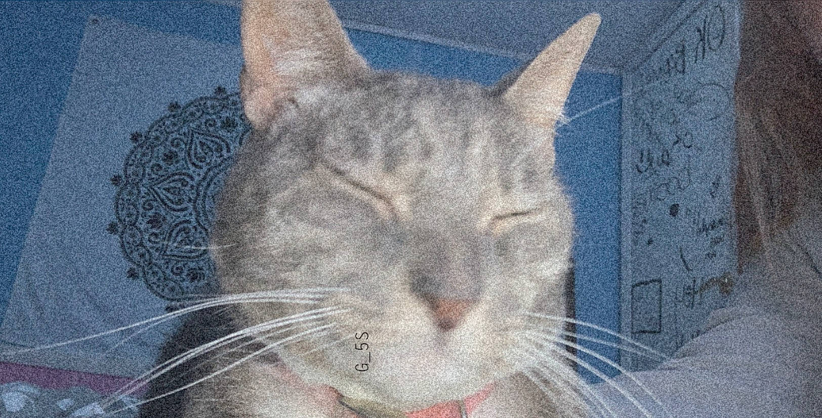 Diamond is registered to the contest to win money with this photo: aegean_cat, asian, british_shorthair, carnivore, cat, close_up, domestic_short_haired_cat, ear, european_shorthair, fawn, felidae, nose, small_to_medium_sized_cats, snout, tabby_cat, tail, whiskers