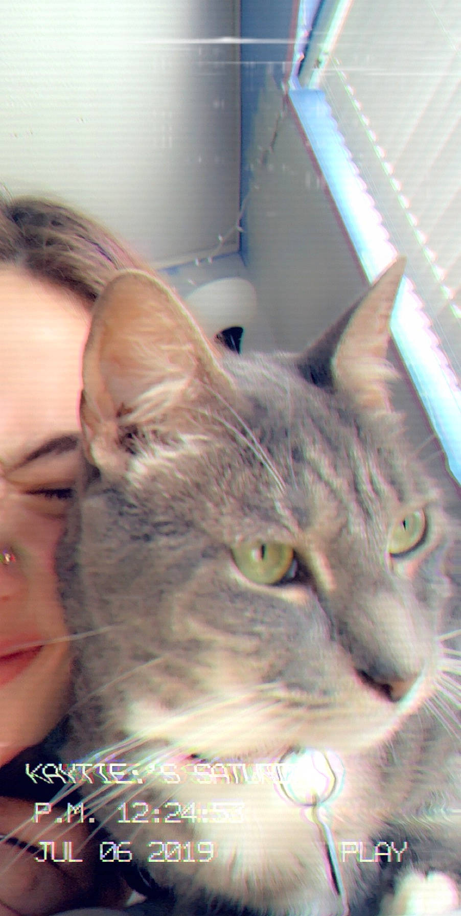 Diamond is registered to the contest to win money with this photo: american_shorthair, asian, carnivore, cat, domestic_short_haired_cat, ear, european_shorthair, eye, felidae, iris, kitten, mammal, nebelung, nose, skin, small_to_medium_sized_cats, snout, tabby_cat, whiskers